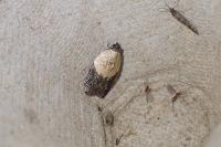 Acleris variegana
