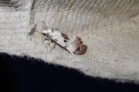 Neocochylis hybridella