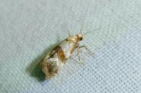 Phalonidia contractana