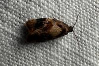Ditula angustiorana