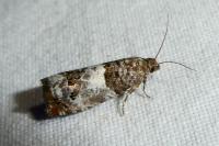 Notocelia trimaculana
