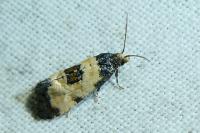 Neocochylis dubitana