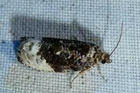 Hedya nubiferana
