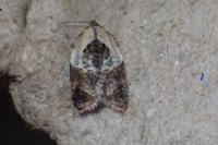 Acleris variegana