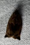 Archips crataegana