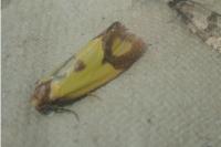 Agapeta zoegana