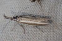 Pleurota aristella