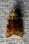 Aleimma loeflingiana
