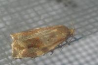 Archips xylosteana