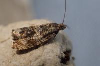 Celypha lacunana