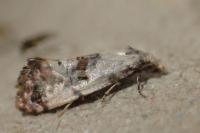 Neocochylis hybridella