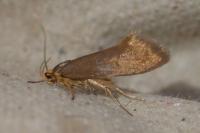 Crassa unitella