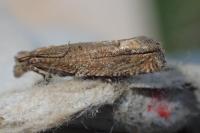 Pelochrista caecimaculana