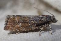 Eudemis profundana