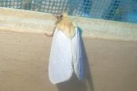 Hepialus humuli