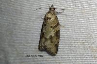 Cnephasia stephensiana