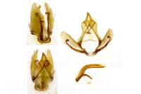 Cnephasia stephensiana