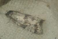 Isotrias rectifasciana