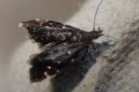 Prochoreutis myllerana