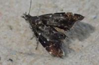 Prochoreutis myllerana