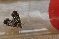 Prochoreutis myllerana