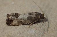 Spilonota ocellana