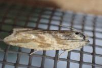 Thiodia citrana