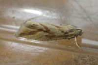 Thiodia citrana