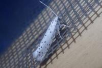 Yponomeuta