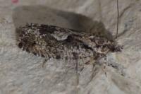 Zeiraphera isertana