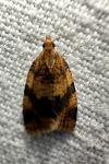 Epagoge grotiana