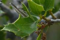 Pleurota aristella