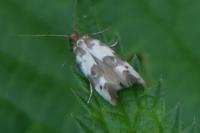 Enolmis acanthella