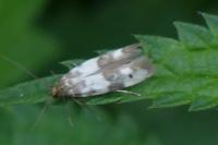 Enolmis acanthella