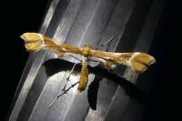 Cnaemidophorus rhododactylus