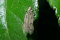 Borkhausenia