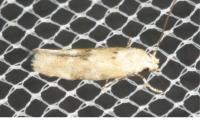 Mompha epilobiella