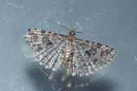 Alucita hexadactyla
