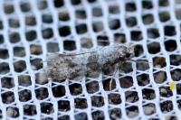 Scythropia crataegella