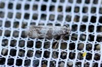 Scythropia crataegella