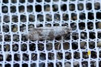 Scythropia crataegella