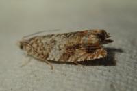 Epinotia abbreviana