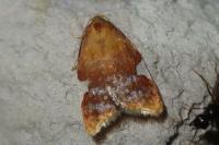 Acleris holmiana