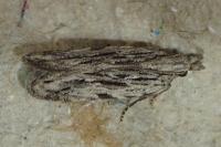 Anarsia innoxiella