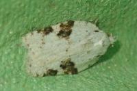 Acleris kochiella
