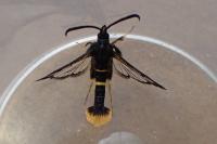 Synanthedon andrenaeformis
