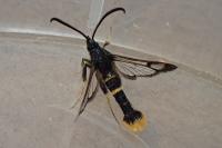Synanthedon andrenaeformis