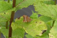 Choreutis nemorana