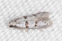 Symmocoides oxybiella