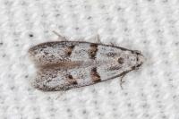 Symmocoides oxybiella